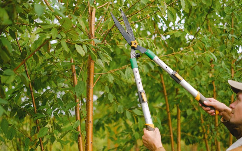 Tree trimming in Mclemoresville, TN